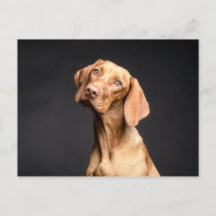 Pet Brown Beagle Dog Postcard