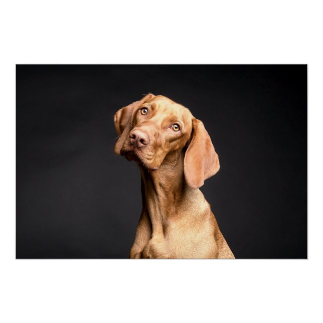 Pet Brown Beagle Dog Poster (Front)