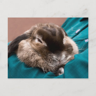 Pet Bunny Postcard
