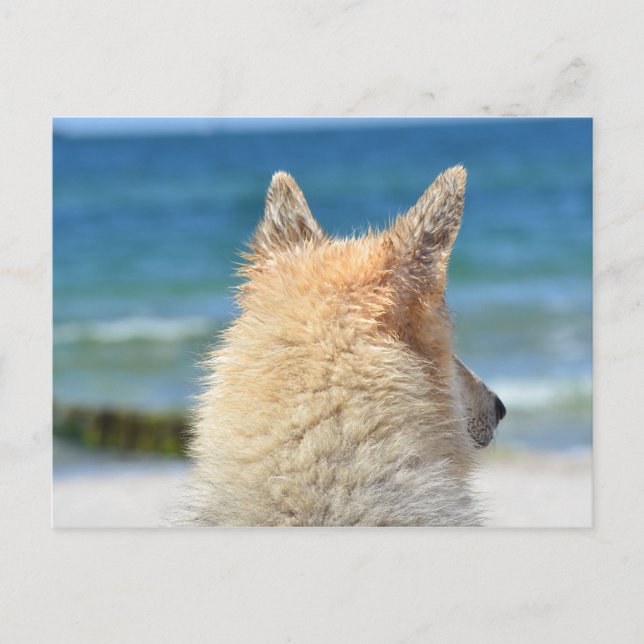 Pet Dog  At The Beach | Sea Sand Surf Postcard (Front)