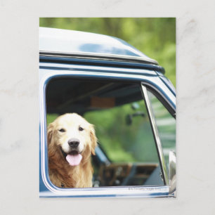 Pet dog sitting in a car postcard
