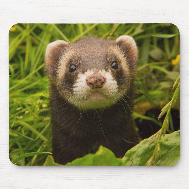 Pet Ferret in the Grass Mouse Pad (Front)