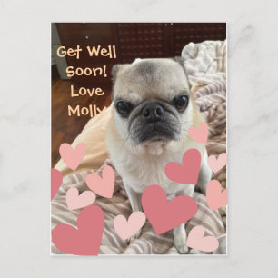 Pet Get Well Soon -Insert Your Pet Postcard