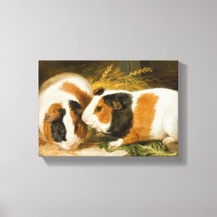 Pet Guinea Pigs Feeding (by James Ward) Canvas Print