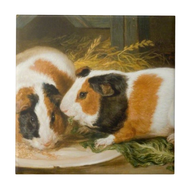 Pet Guinea Pigs Feeding (by James Ward) Tile (Front)