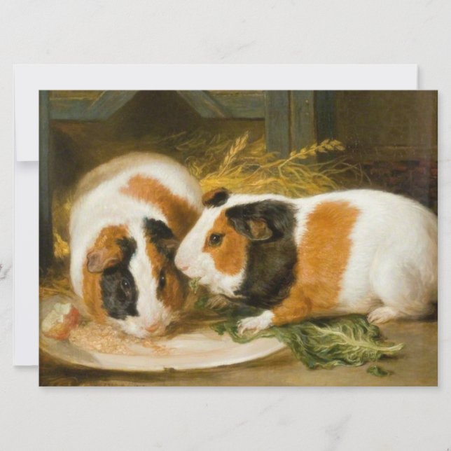 Pet Guinea Pigs Feeding Card (Front)