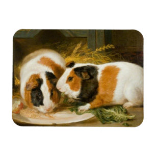 Pet Guinea Pigs Feeding Magnet