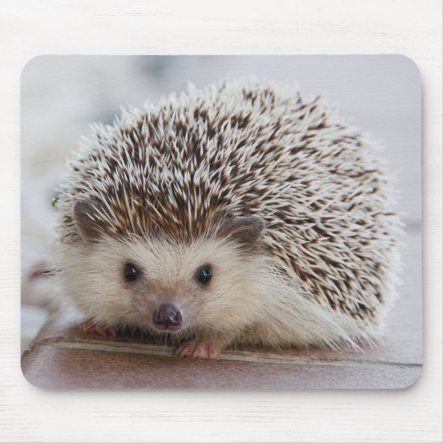 Pet Hedgehog Mouse Pad (Front)