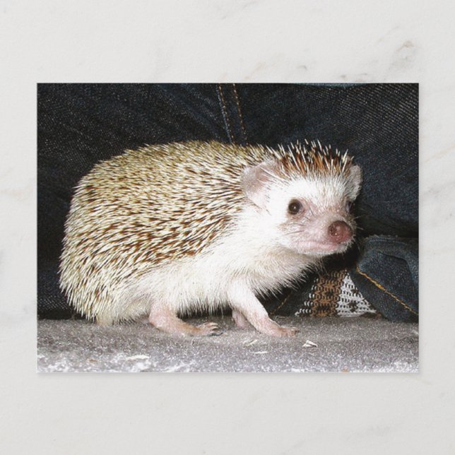 Pet Hedgehog Postcard (Front)