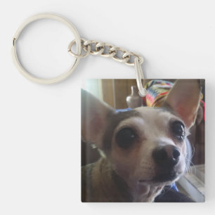 Pet Keychain