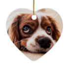 Pet Memorial | Create Your Own Photo