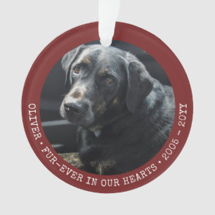 Pet Memory Chat Chien photo Forever Personnalisé