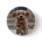 Pet Photo | Picture Upload Cute Adorable Dog