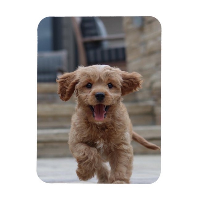 Pet Photo | Picture Upload Cute Adorable Dog Magnet (Vertical)