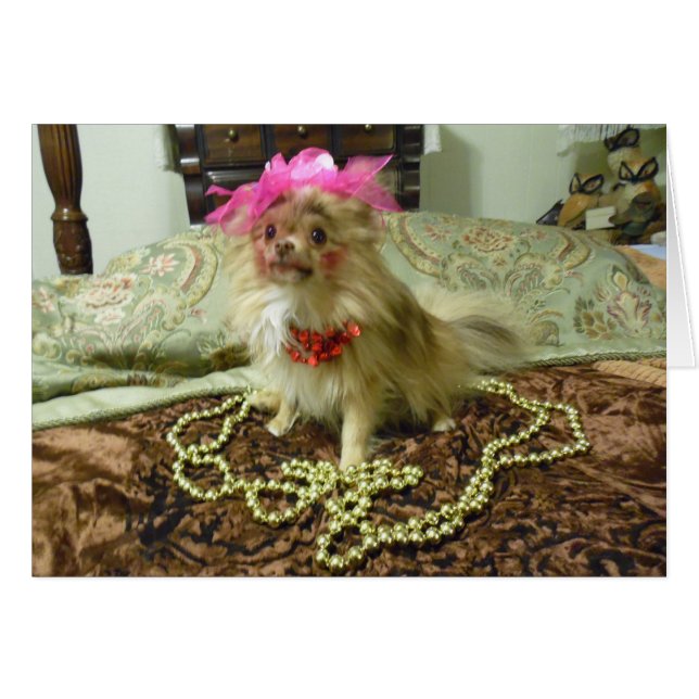 Pet Photo Shoot - 3rd in series (Front Horizontal)