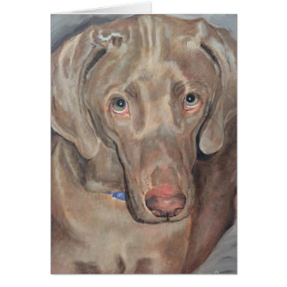 Pet Portrait - Weimaraner