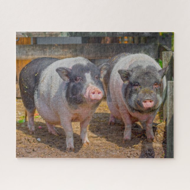 Pet Pot Belly Mini Pigs Jigsaw Puzzle (Horizontal)
