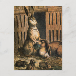 Pet Rabbits and Baby Bunnies Eating Postcard