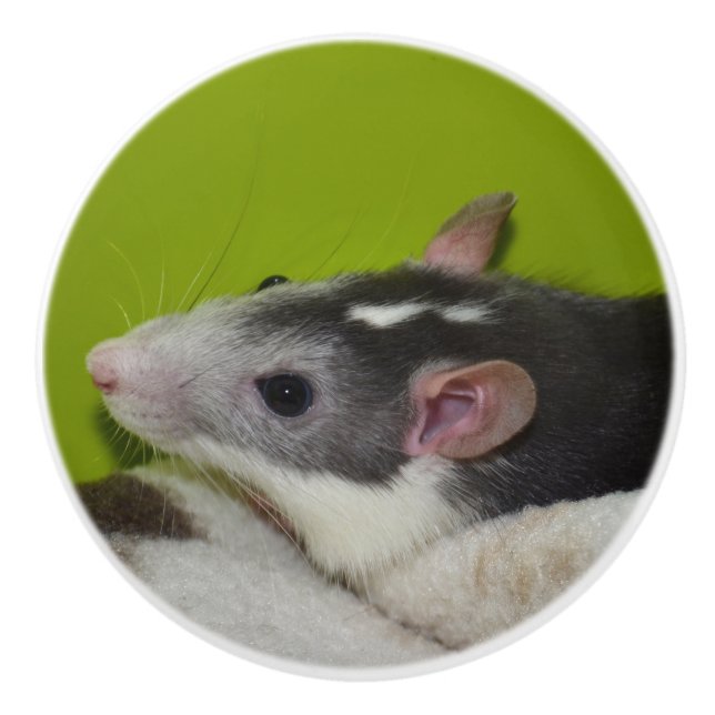 Pet Rat Dresser Knob (Front)