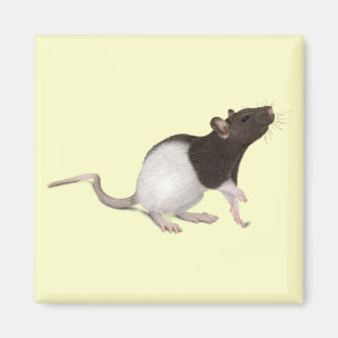 Pet Rat Painting Magnet