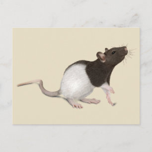 Pet Rat Painting Postcard