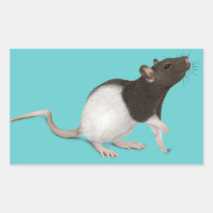 Pet Rat Painting Sticker