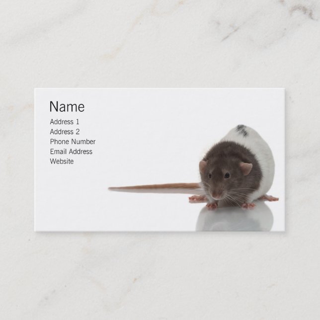Pet Rat Profile Card (Front)