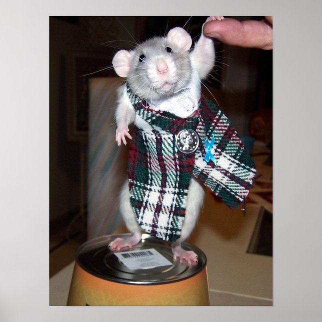 Pet Rat Ruby Poster - Kilt (Front)
