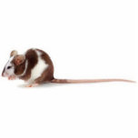 pet rat standing photo sculpture<br><div class="desc">For all of you who love pet rats,  like me... .</div>