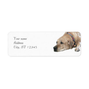 Pet Rhodesian Ridgeback Dog Picture