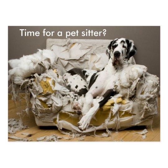 Pet Sitter Great Dane on Chewed Sofa Postcard Zazzle.ca