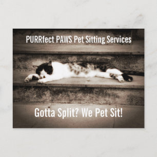 Pet Sitting Business with Tuxedo Cat on Steps Postcard