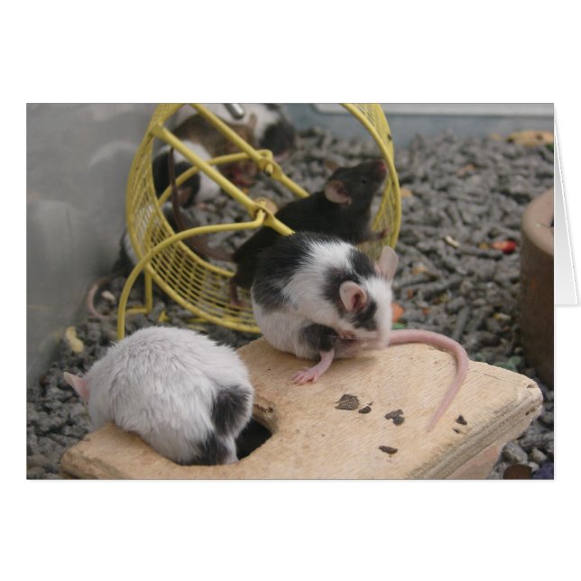 Pet Store Critters (Front Horizontal)