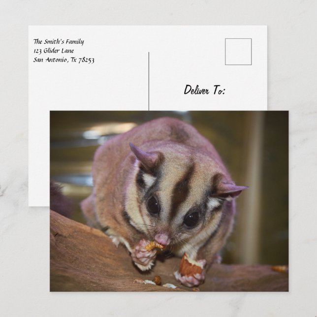 Pet Sugar Glider Eating Worms Postcard (Front/Back)