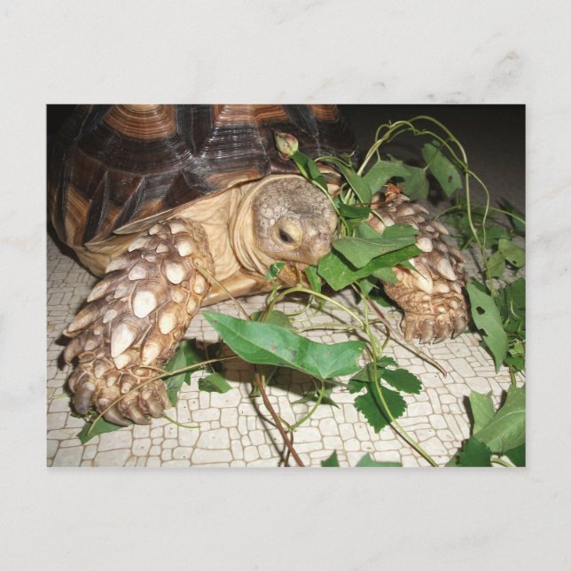 Pet Sulcata Tortoise Eating Bindweed and Mulberry  Postcard (Front)