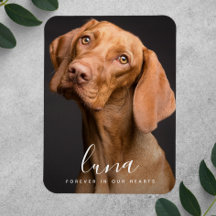 Pet Sympathy Card Memorial Tribute