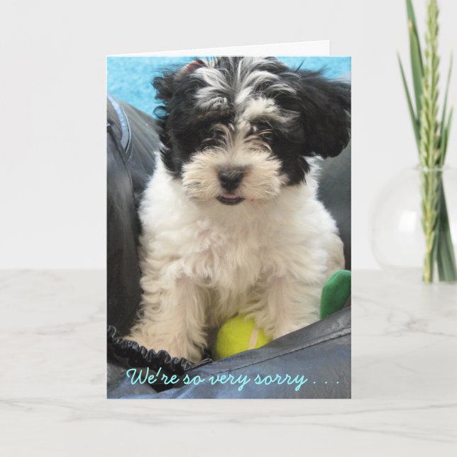 Pet Sympathy - Havanese puppy . . Card (Front)