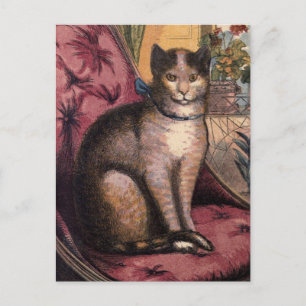 Pet Tabby Cat with Collar Blue Ribbon Postcard