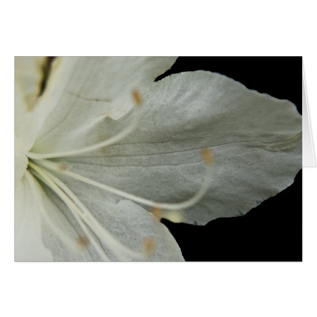 Petal Portrait Card (Front Horizontal)