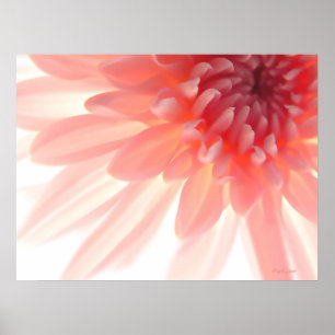Pétales de fleurs roses affiche Abstraite