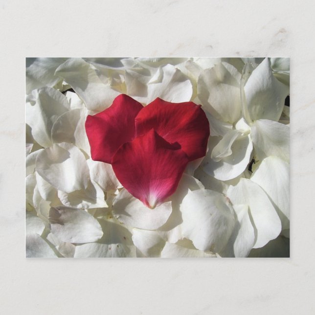 Pétales de rose blanc et rouge Carte postale (Devant)