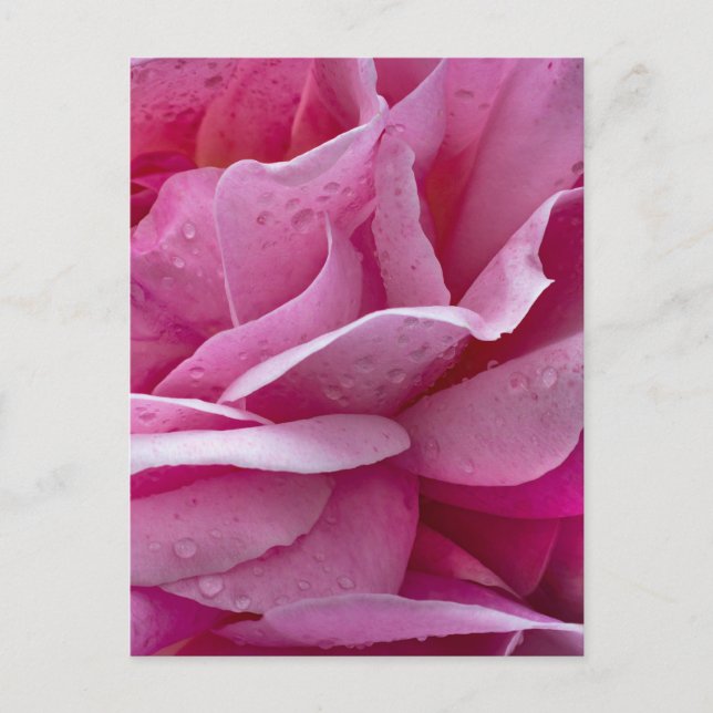 Pétales de rose rose carte postale et gouttes de r (Devant)