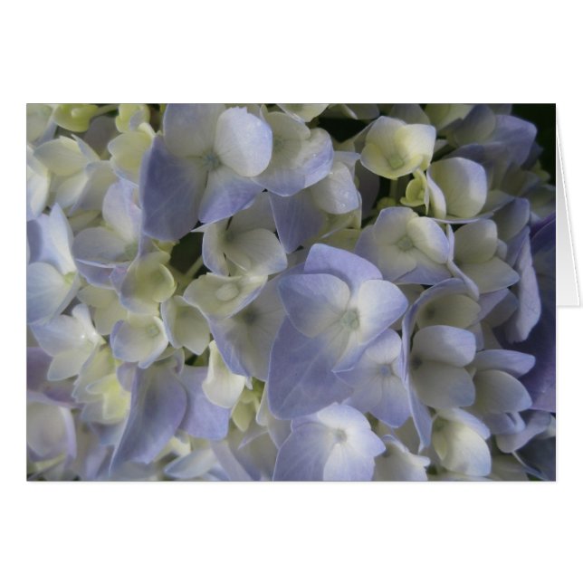 Pétales d'Hydrangea (Devant horizontal)