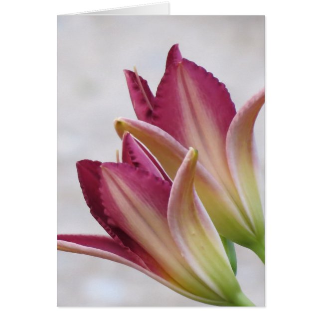 Pétales d'ouverture - Jours (Devant)