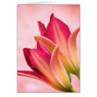 Pétales d'ouverture - Jours - Sangria