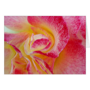 pétales rose jaune