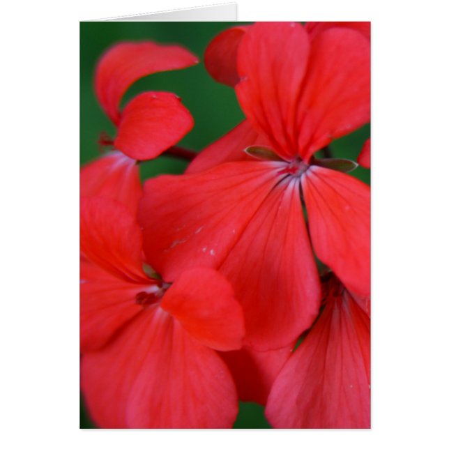 pétales rouges (Devant)