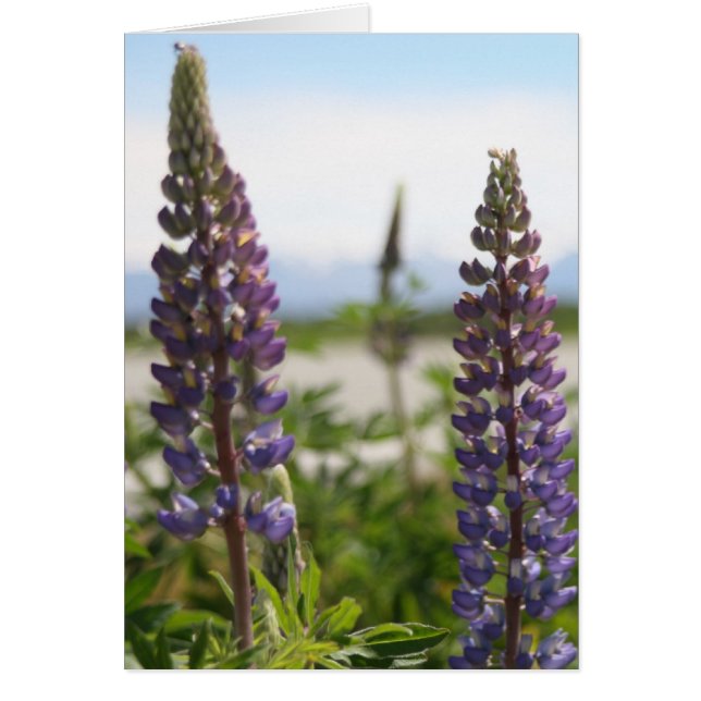 pétales violets (Devant)