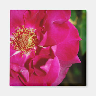 Petals of Summer Magnet