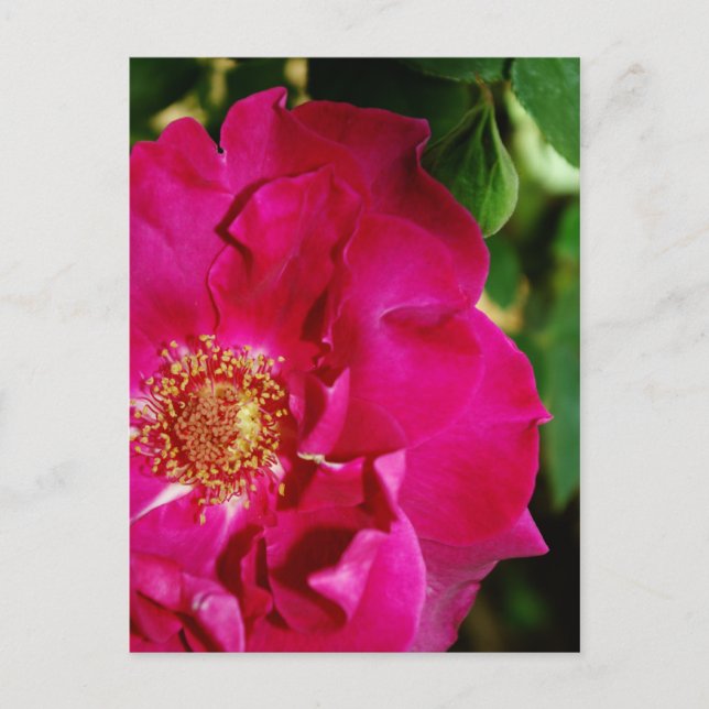 Petals of Summer Postcard (Front)